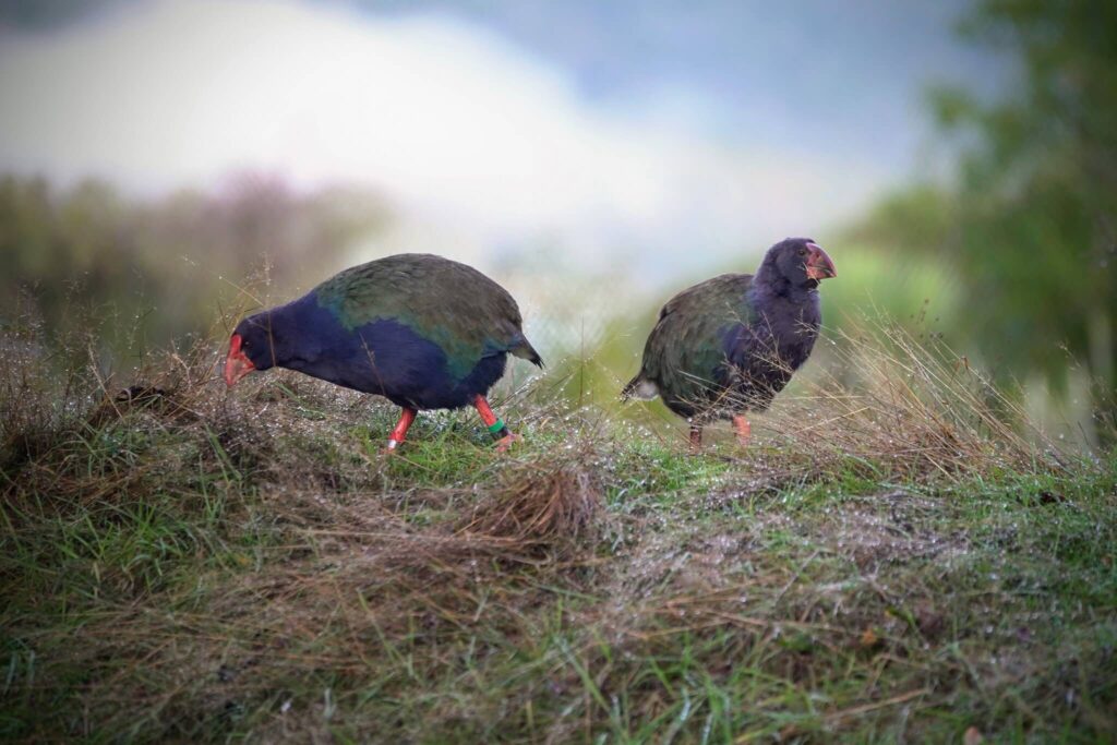 bird-park (1)